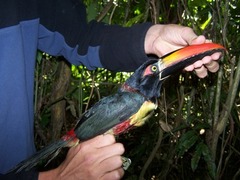 Fiery-billed Aracari